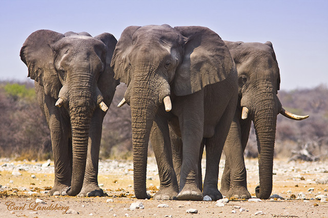 Wild Elephants