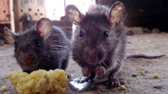 Lassa Fever Rats