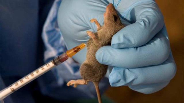 Lassa fever