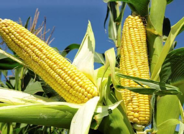 Maize