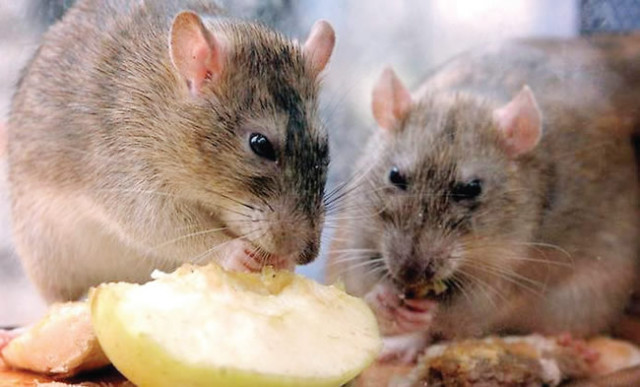 Lassa fever