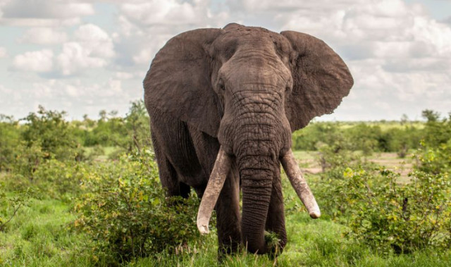 Photo of Wildlife animal, Elephant