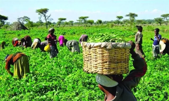 Farmers working on their farm