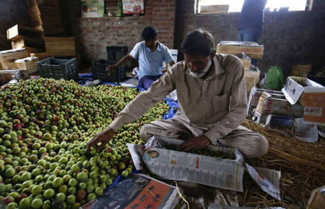 farmers assemble freshly harvested plums to pack the fruit for export, at an orchard on the outskirts of Srinagar, India
