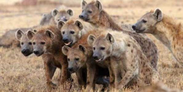 Photo of Hyena