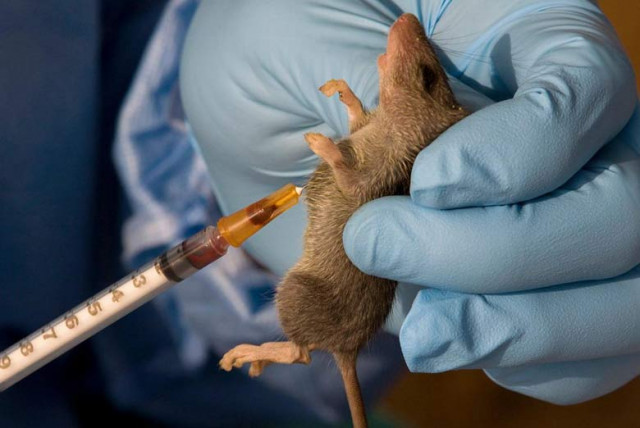 Lassa fever