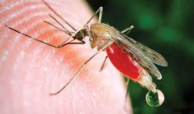 Malaria