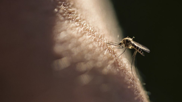 Photo of Mosquito feasting on a skin