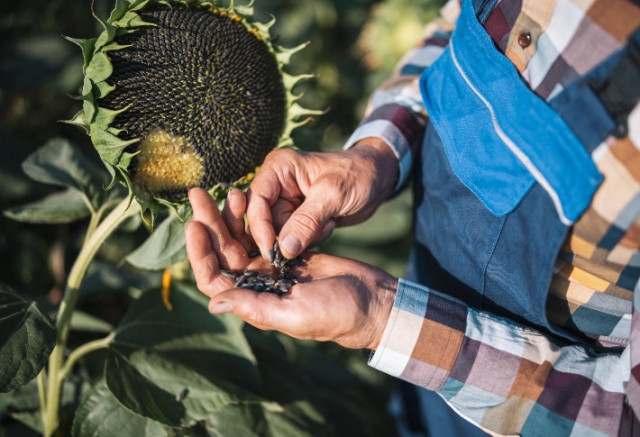 Export of sunflower