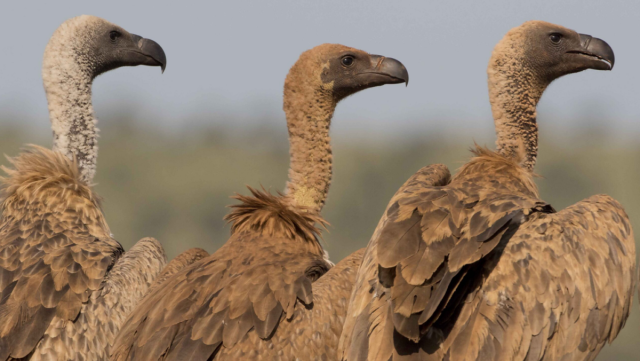 Vulture